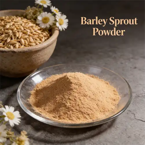 High-Quality Barley Sprout Powder for Food Innovation